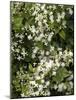 Traveller's-joy (Clematis Vitalba)-Adrian Bicker-Mounted Photographic Print