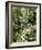 Traveller's-joy (Clematis Vitalba)-Adrian Bicker-Framed Photographic Print