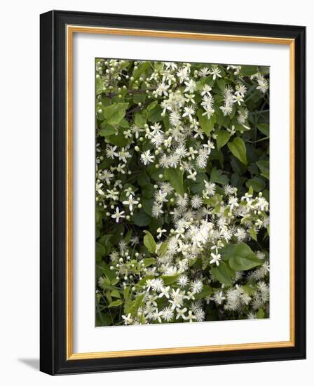 Traveller's-joy (Clematis Vitalba)-Adrian Bicker-Framed Photographic Print