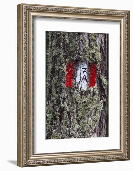 Travellingmarking on a Tree, Hiking at the Bottom of the Sas Dla Crusc, South Tyrol-Gerhard Wild-Framed Photographic Print