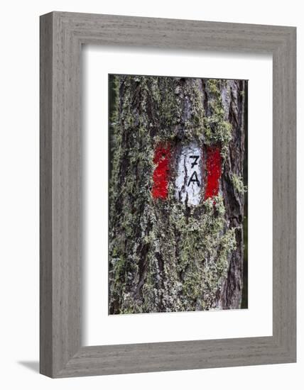 Travellingmarking on a Tree, Hiking at the Bottom of the Sas Dla Crusc, South Tyrol-Gerhard Wild-Framed Photographic Print