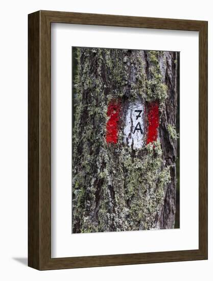 Travellingmarking on a Tree, Hiking at the Bottom of the Sas Dla Crusc, South Tyrol-Gerhard Wild-Framed Photographic Print