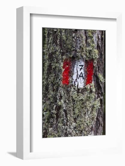 Travellingmarking on a Tree, Hiking at the Bottom of the Sas Dla Crusc, South Tyrol-Gerhard Wild-Framed Photographic Print