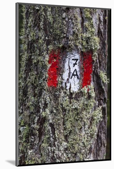 Travellingmarking on a Tree, Hiking at the Bottom of the Sas Dla Crusc, South Tyrol-Gerhard Wild-Mounted Photographic Print