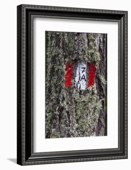 Travellingmarking on a Tree, Hiking at the Bottom of the Sas Dla Crusc, South Tyrol-Gerhard Wild-Framed Photographic Print