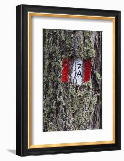 Travellingmarking on a Tree, Hiking at the Bottom of the Sas Dla Crusc, South Tyrol-Gerhard Wild-Framed Photographic Print