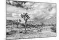 Photographic Print