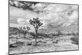 Photographic Print