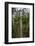 Traversing the 7 bridges high in the canopy of Kakum National Forest-Sheila Haddad-Framed Photographic Print