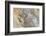 Travertine deposits colored by thermophilic bacteria, Mammoth Hot Springs, Yellowstone-Alan Majchrowicz-Framed Photographic Print