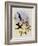 Travies's Inca, Bourcieria Traviesi-John Gould-Framed Giclee Print