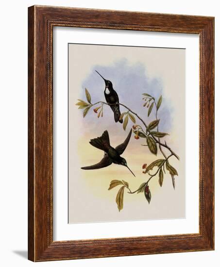 Travies's Inca, Bourcieria Traviesi-John Gould-Framed Giclee Print