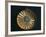 Treasure of Tanis, Gold Bowl of Undebaunded, from Tomb Number 3-null-Framed Giclee Print