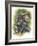 Treasure-Barbara Keith-Framed Giclee Print