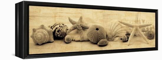 Treasures I-John Seba-Framed Stretched Canvas