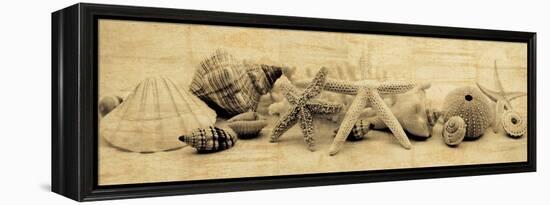 Treasures II-John Seba-Framed Stretched Canvas