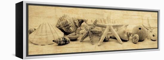 Treasures II-John Seba-Framed Stretched Canvas