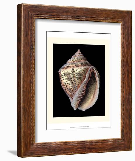 Treasures of the Sea V-Pierre-Joseph Redouté-Framed Art Print