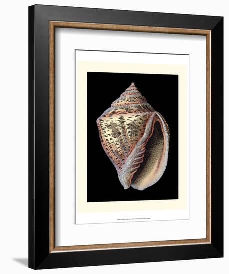 Treasures of the Sea V-Pierre-Joseph Redouté-Framed Art Print