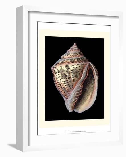 Treasures of the Sea V-Pierre-Joseph Redouté-Framed Art Print