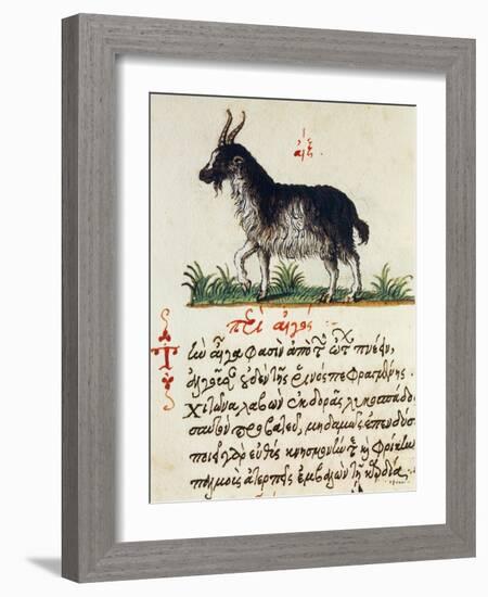 Treatise on Goat-null-Framed Giclee Print