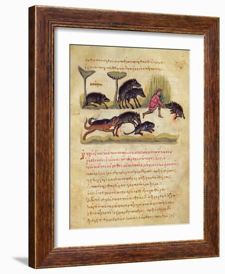 Treatise on the Boar: Life, Mating, Hunting, Illustration from the 'Cynegetica' by Oppian-Italian-Framed Giclee Print