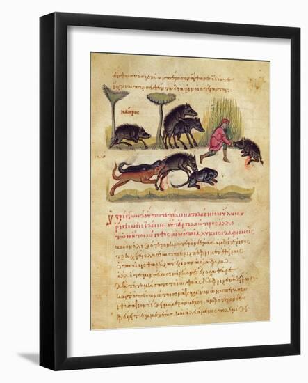 Treatise on the Boar: Life, Mating, Hunting, Illustration from the 'Cynegetica' by Oppian-Italian-Framed Giclee Print