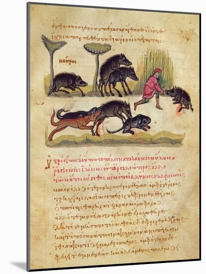 Treatise on the Boar: Life, Mating, Hunting, Illustration from the 'Cynegetica' by Oppian-Italian-Mounted Giclee Print