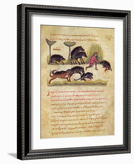 Treatise on the Boar: Life, Mating, Hunting, Illustration from the 'Cynegetica' by Oppian-Italian-Framed Giclee Print