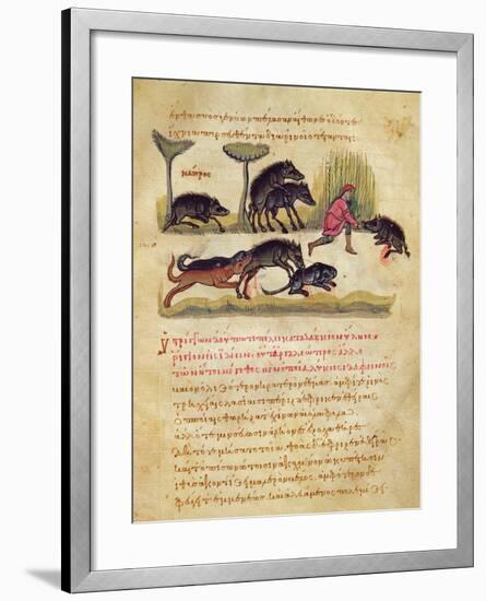 Treatise on the Boar: Life, Mating, Hunting, Illustration from the 'Cynegetica' by Oppian-Italian-Framed Giclee Print