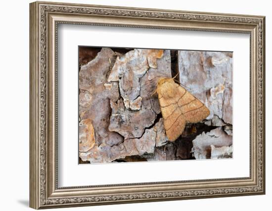 Treble lines moth on bark, Wye Valley, Wales-Chris Mattison-Framed Photographic Print