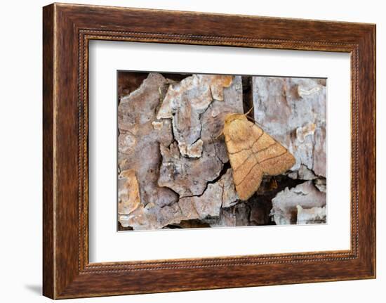 Treble lines moth on bark, Wye Valley, Wales-Chris Mattison-Framed Photographic Print