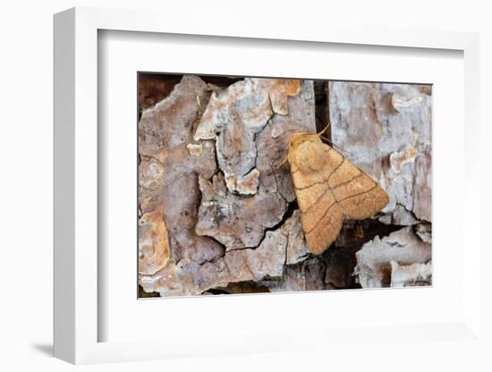 Treble lines moth on bark, Wye Valley, Wales-Chris Mattison-Framed Photographic Print