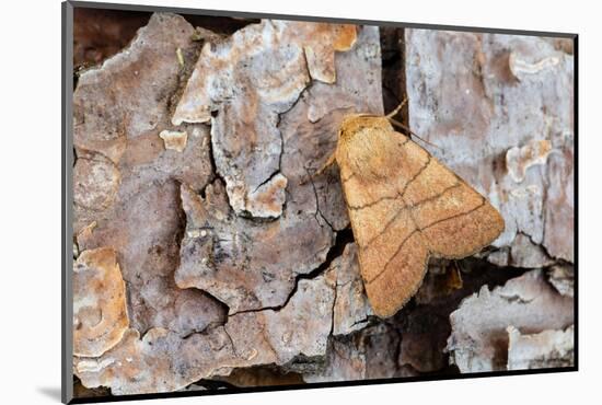 Treble lines moth on bark, Wye Valley, Wales-Chris Mattison-Mounted Photographic Print