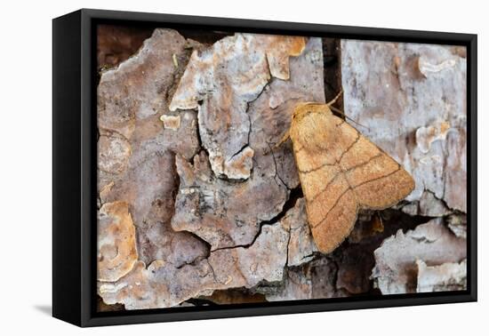 Treble lines moth on bark, Wye Valley, Wales-Chris Mattison-Framed Premier Image Canvas