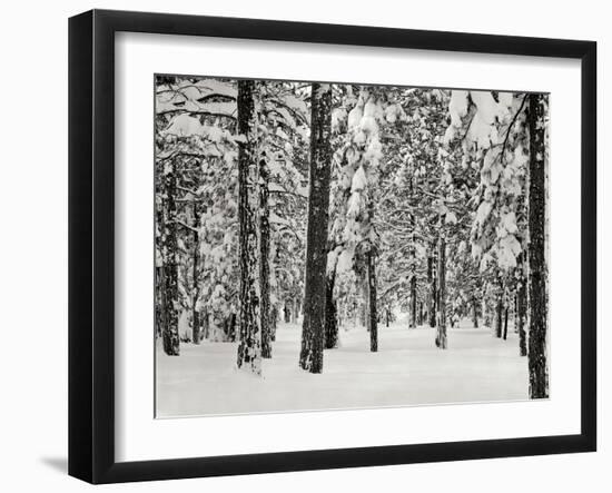 Tree 2-Lee Peterson-Framed Photographic Print