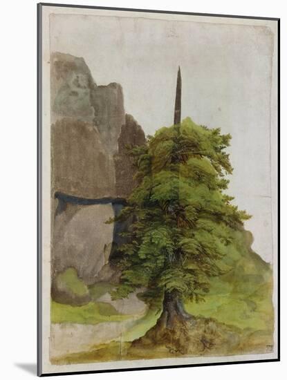 Tree, about 1506-Albrecht Dürer-Mounted Giclee Print