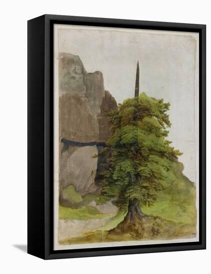 Tree, about 1506-Albrecht Dürer-Framed Premier Image Canvas