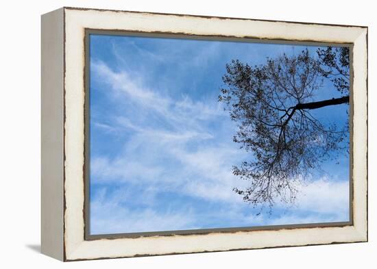 Tree Against a Blue Sky-null-Framed Stretched Canvas