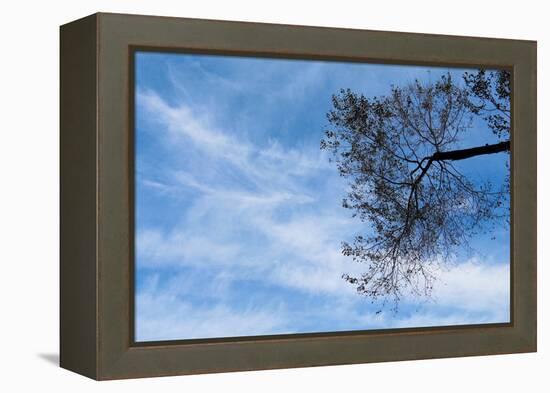 Tree Against a Blue Sky-null-Framed Stretched Canvas