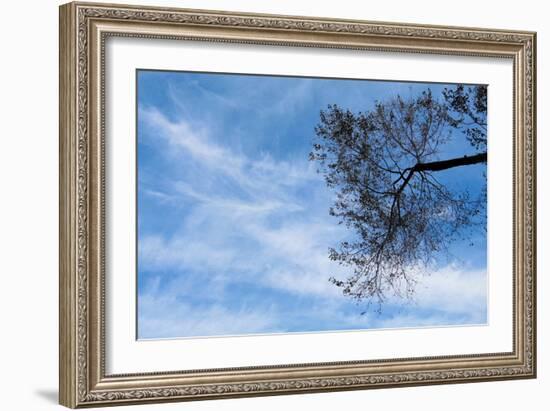 Tree Against a Blue Sky-null-Framed Photo