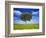 Tree Against Blue Sky-Lew Robertson-Framed Photographic Print