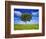 Tree Against Blue Sky-Lew Robertson-Framed Photographic Print