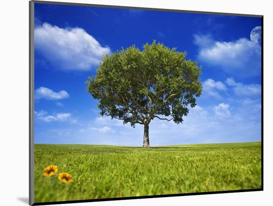 Tree Against Blue Sky-Lew Robertson-Mounted Photographic Print