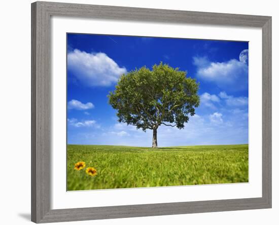 Tree Against Blue Sky-Lew Robertson-Framed Photographic Print