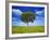 Tree Against Blue Sky-Lew Robertson-Framed Photographic Print