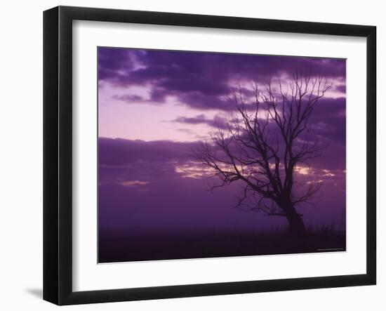 Tree, Alexandra, Central Otago, South Island, New Zealand, Pacific-Jochen Schlenker-Framed Photographic Print