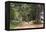 Tree Alley in Livingstonia, Malawi, Africa-Michael Runkel-Framed Premier Image Canvas