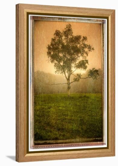 Tree Alone-Craig Satterlee-Framed Premier Image Canvas