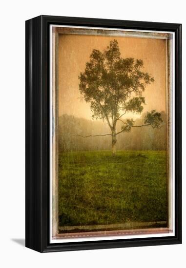 Tree Alone-Craig Satterlee-Framed Premier Image Canvas